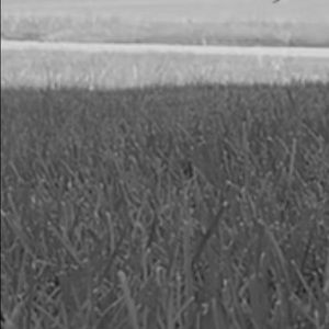 Meet your Posher, Ella